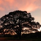 Red Sky At Night